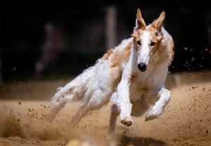 Curses a Peu: cursă între Colònia de Sant Jordi și Ses Salines, pe 22 august