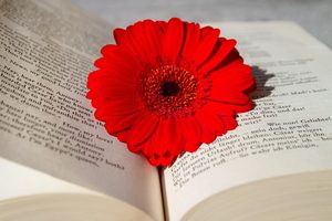Poeziile Radmilei Popovici, incluse într-o nouă antologie literară în Spania